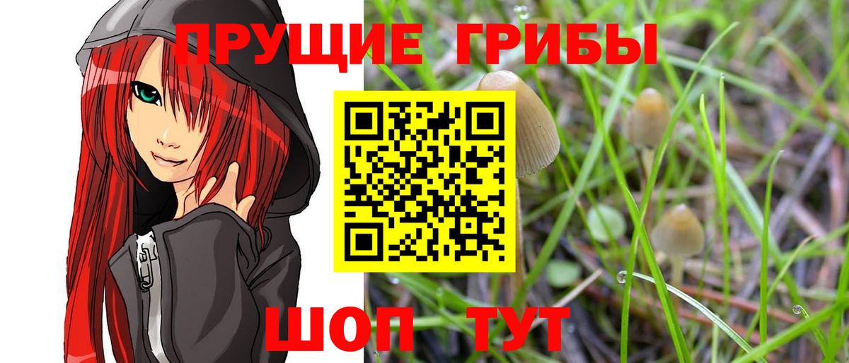 Галлюциногенные грибы Psilocybine cubensis Муром