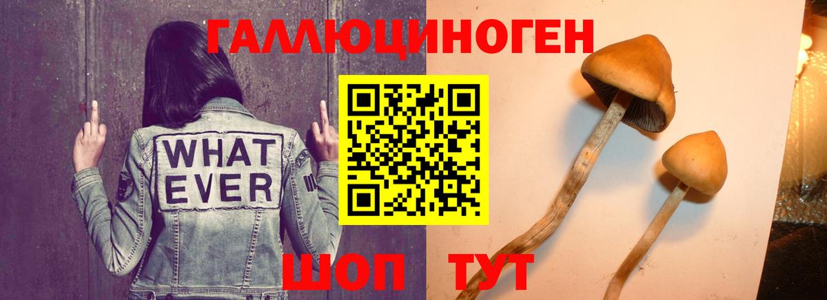 продажа наркотиков  Галлюциногенные грибы Cubensis  Вход с VPN  Муром  Галлюциногенные грибы GOLDEN TEACHER 